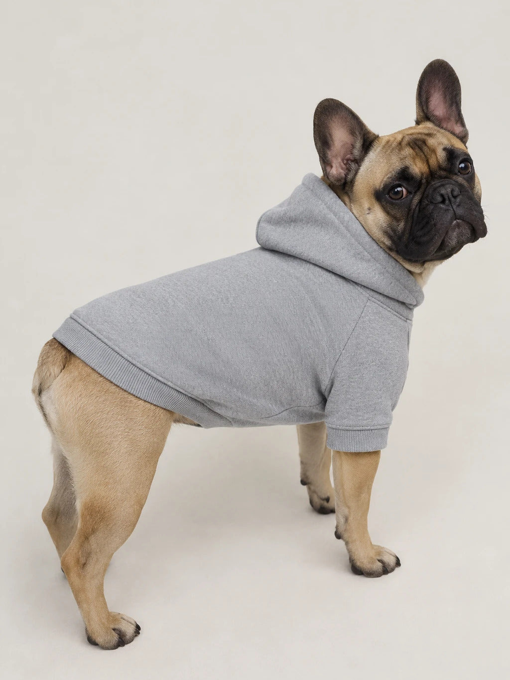 Bulldog francese con la felpa con cappuccio grigia