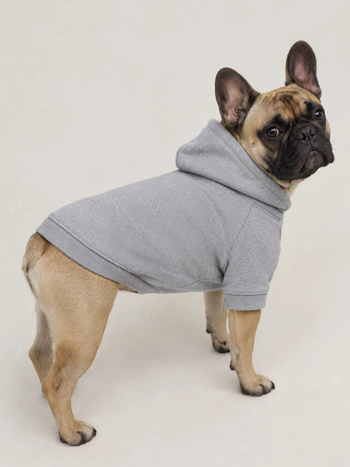 Bulldog francese con la felpa con cappuccio grigia